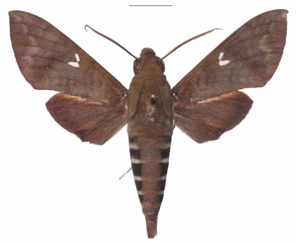 /filer/webapps/moths/media/images/F/funebris_Nephele_AM_EMEM_01.jpg