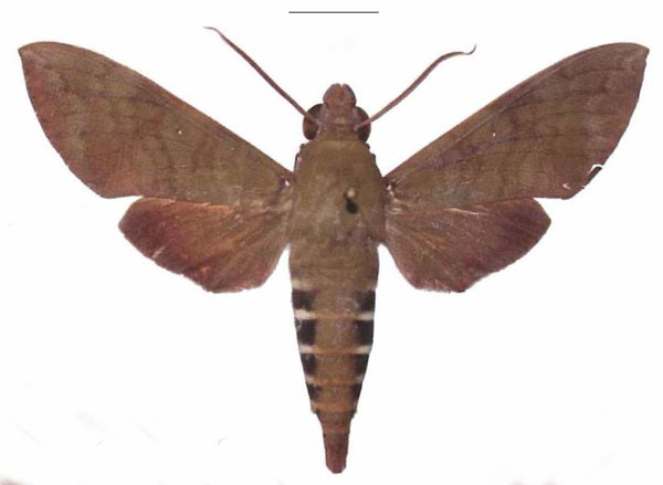 /filer/webapps/moths/media/images/F/funebris_Nephele_AM_EMEM_02.jpg