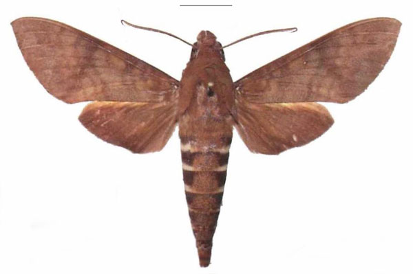 /filer/webapps/moths/media/images/F/funebris_Nephele_AM_EMEM_03.jpg
