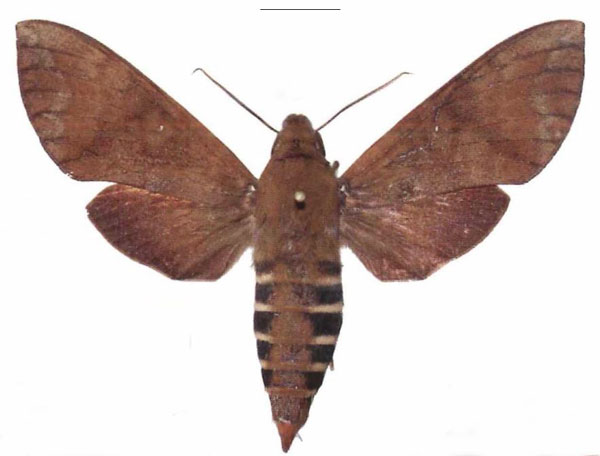 /filer/webapps/moths/media/images/F/funebris_Nephele_AM_EMEM_04.jpg
