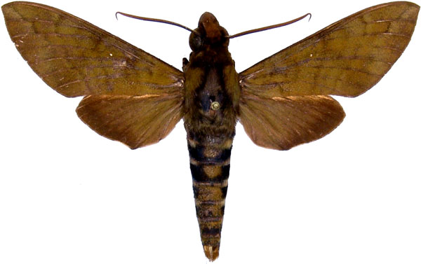 /filer/webapps/moths/media/images/F/funebris_Nephele_AM_MCJM.jpg
