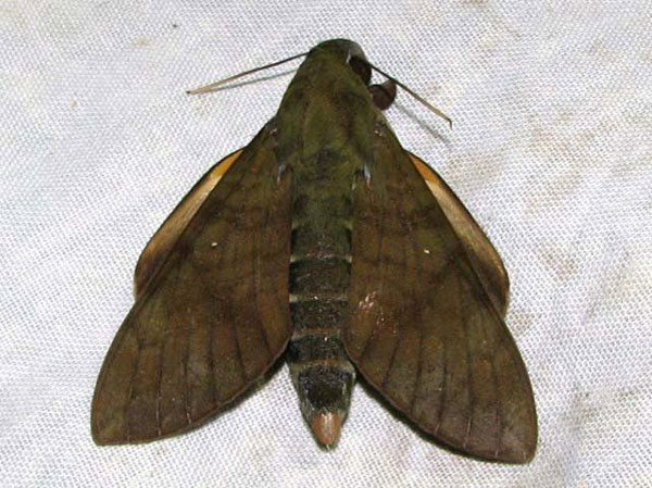 /filer/webapps/moths/media/images/F/funebris_Nephele_A_Goff.jpg