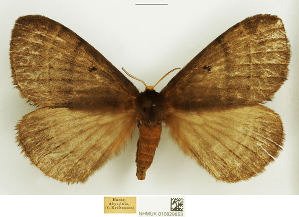 /filer/webapps/moths/media/images/F/funebris_Rhodopteriana_AF_NHMUK.jpg