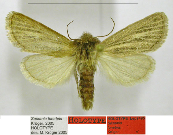 /filer/webapps/moths/media/images/F/funebris_Sesamia_HT_TMSA.jpg