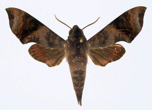 /filer/webapps/moths/media/images/F/funebris_Temnora_AM_Basquin.jpg