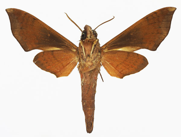 /filer/webapps/moths/media/images/F/funebris_Temnora_AM_Basquin_01b.jpg