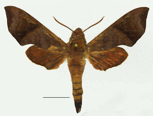 /filer/webapps/moths/media/images/F/funebris_Temnora_AM_Basquin_02a.jpg