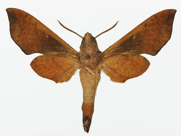 /filer/webapps/moths/media/images/F/funebris_Temnora_AM_Basquin_02b.jpg