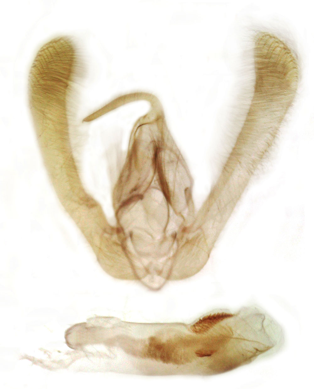 /filer/webapps/moths/media/images/F/funebris_Timora_GMPT_MSNM_3365.jpg