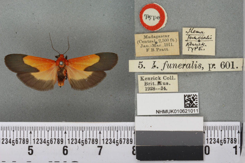 /filer/webapps/moths/media/images/F/funeralis_Ilema_HT_BMNHa.jpg