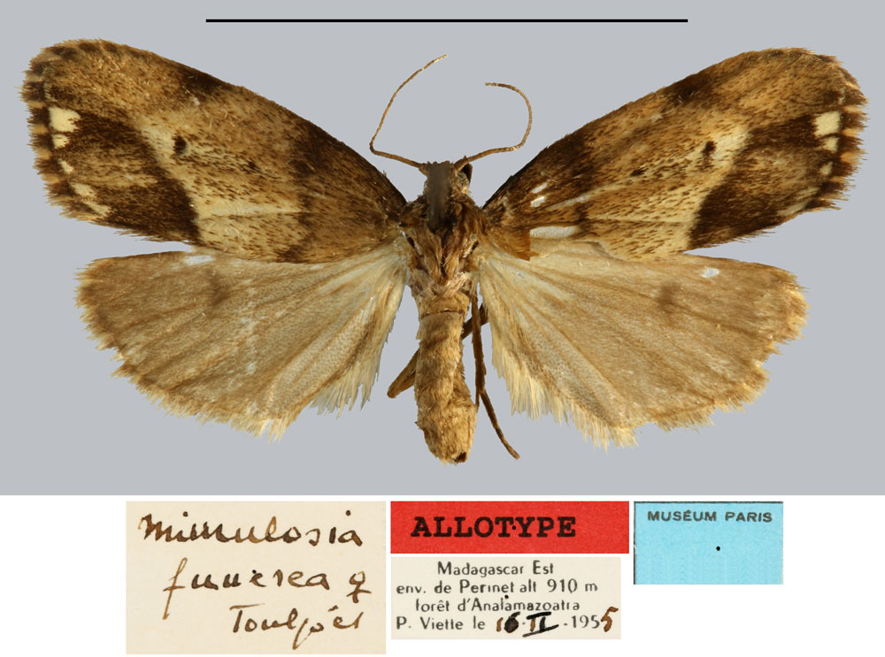 /filer/webapps/moths/media/images/F/funerea_Mimulosia_AT_MNHN.jpg