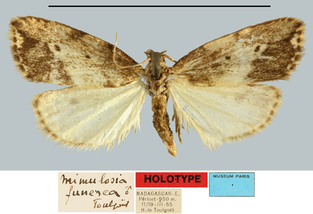 /filer/webapps/moths/media/images/F/funerea_Mimulosia_HT_MNHN.jpg