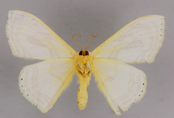 /filer/webapps/moths/media/images/F/fungifera_Somatina_A_ZSM_02.jpg