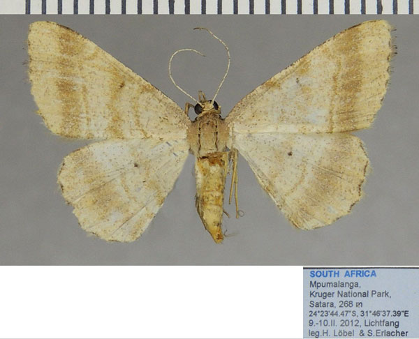 /filer/webapps/moths/media/images/F/furcata_Chiasmia_AF_ZSM_01.jpg