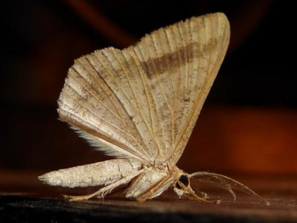 /filer/webapps/moths/media/images/F/furcata_Chiasmia_A_Sydes.jpg