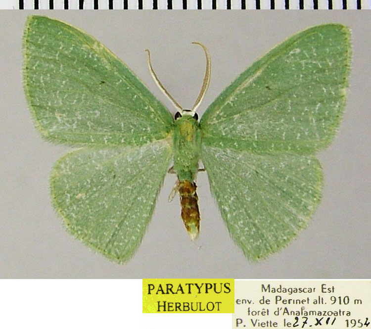 /filer/webapps/moths/media/images/F/furcata_Heterorachis_PTM_ZSMa.jpg