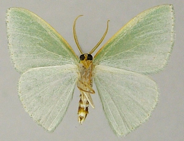 /filer/webapps/moths/media/images/F/furcata_Heterorachis_PTM_ZSMb.jpg