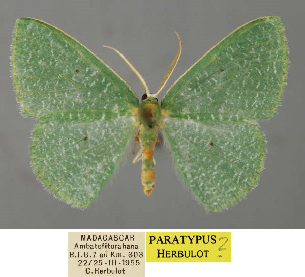 /filer/webapps/moths/media/images/F/furcata_Heterorachis_PT_ZSM_01.jpg