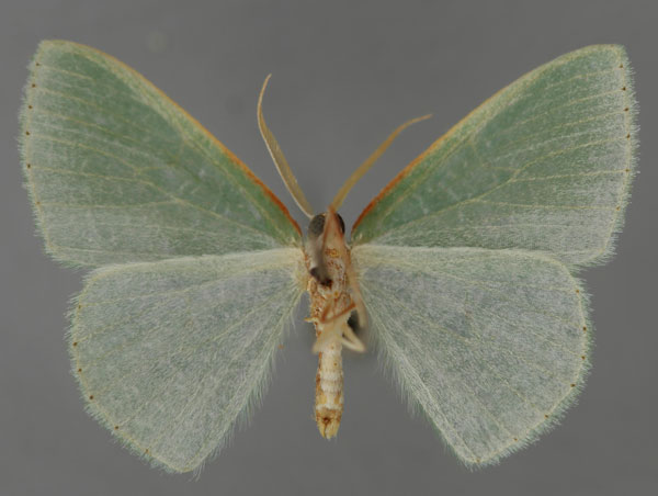 /filer/webapps/moths/media/images/F/furcata_Heterorachis_PT_ZSM_02.jpg
