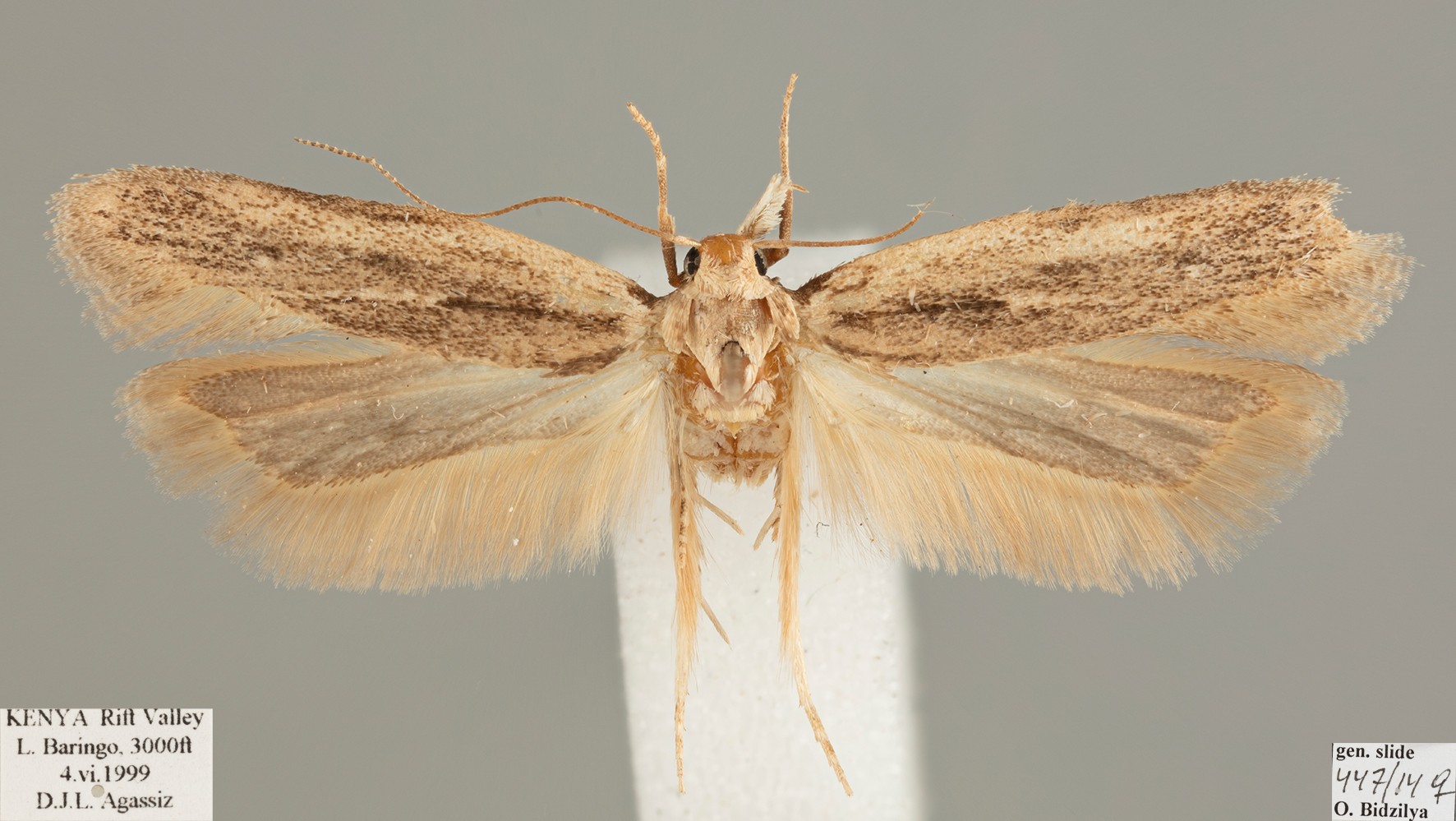 /filer/webapps/moths/media/images/F/furcatella_Mesophleps_FPT_D._Agassiz.jpg