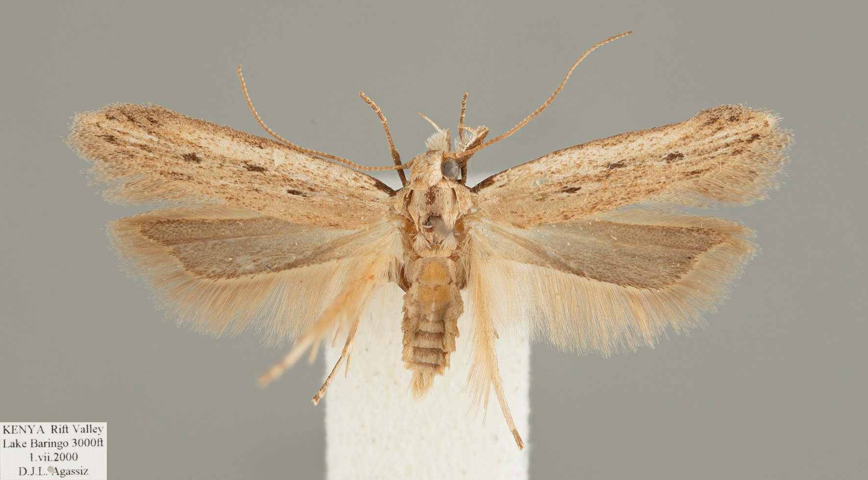 /filer/webapps/moths/media/images/F/furcatella_Mesophleps_MHT_D._Agassiz.jpg
