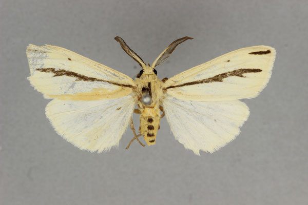 /filer/webapps/moths/media/images/F/furcatula_Epilacydes_AM_BMNH.jpg