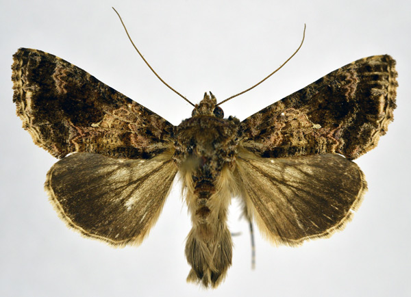 /filer/webapps/moths/media/images/F/furcifera_Ctenoplusia_AM_NHMO.jpg