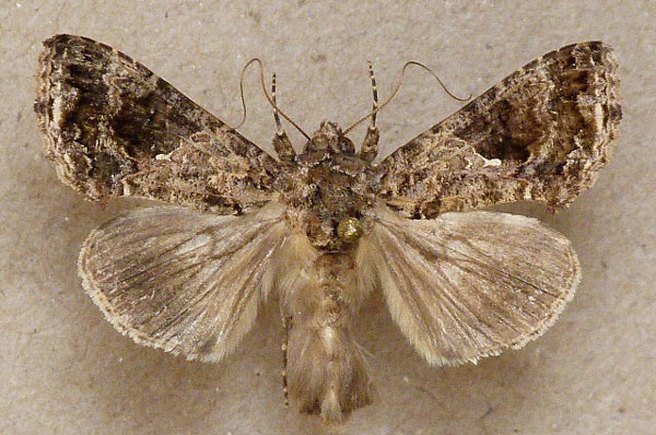 /filer/webapps/moths/media/images/F/furcifera_Ctenoplusia_A_Butler.jpg