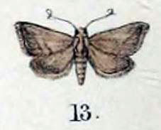 /filer/webapps/moths/media/images/F/furia_Micra_HT_Swinhoe_47_13.jpg