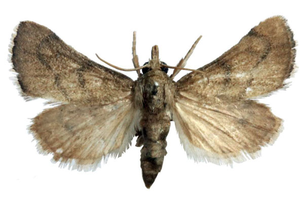 /filer/webapps/moths/media/images/F/furia_Thyridiphora_AF_BMNH.jpg