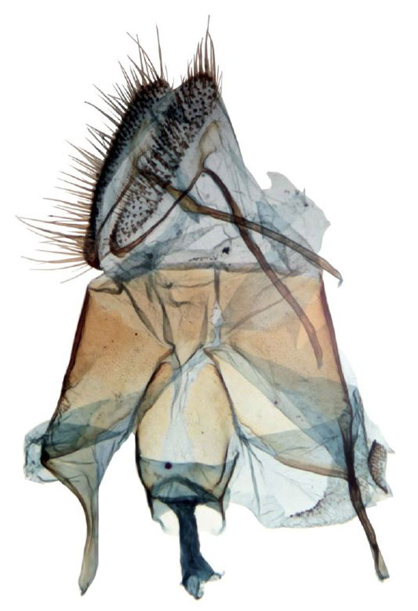 /filer/webapps/moths/media/images/F/furia_Thyridiphora_GF_BMNH.jpg