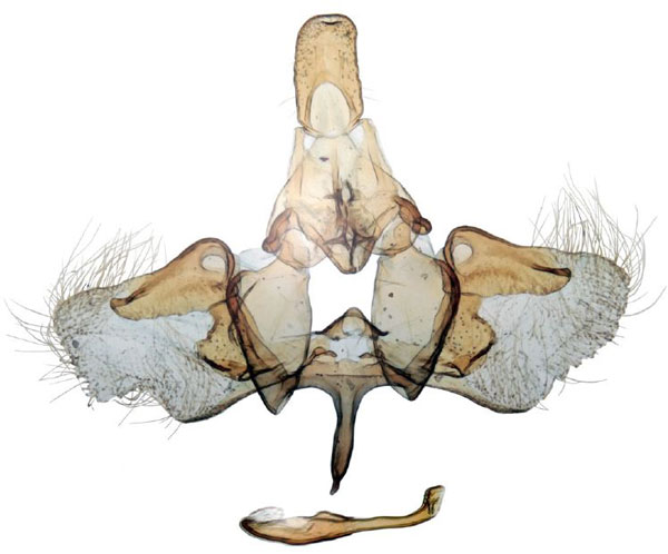 /filer/webapps/moths/media/images/F/furia_Thyridiphora_GM_BMNH.jpg