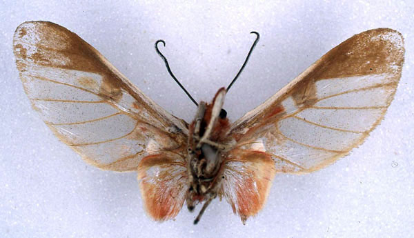/filer/webapps/moths/media/images/F/furva_Balacra_HT_BMNH_02.jpg