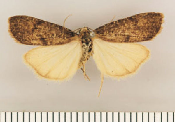 /filer/webapps/moths/media/images/F/furva_Pasteosia_HT_TMSA.jpg