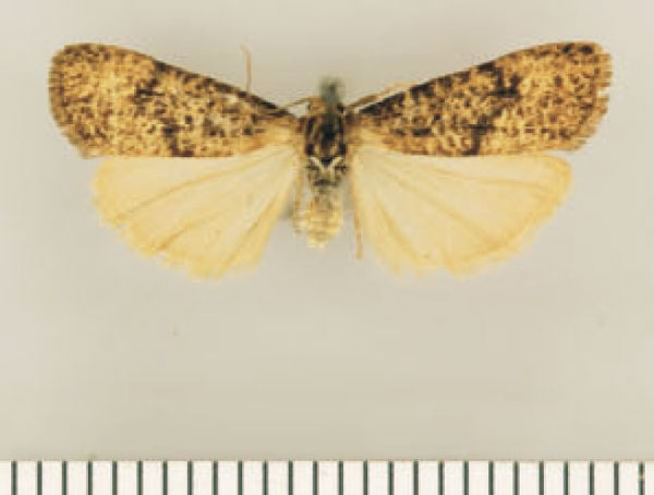 /filer/webapps/moths/media/images/F/furva_Pasteosia_PTF_TMSA.jpg