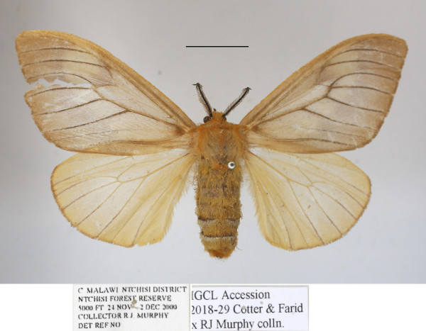 /filer/webapps/moths/media/images/F/furva_Ruanda_AF_MGCLa_02.jpg