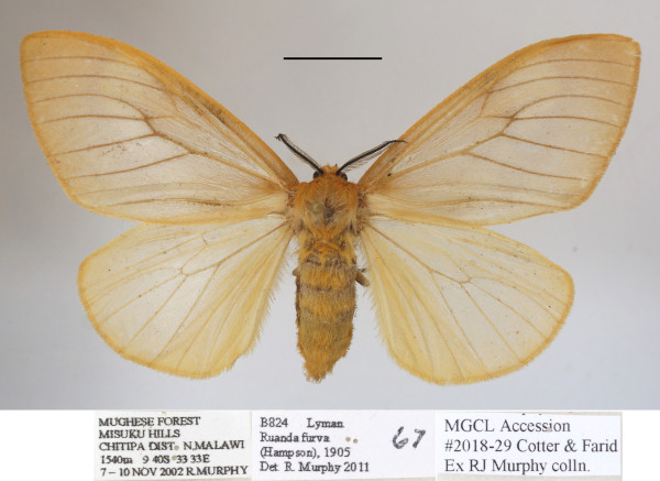 /filer/webapps/moths/media/images/F/furva_Ruanda_AF_MGCLa_04.jpg