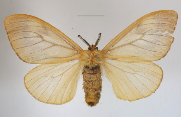 /filer/webapps/moths/media/images/F/furva_Ruanda_AF_MGCLb_02.jpg