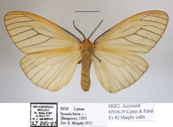 /filer/webapps/moths/media/images/F/furva_Ruanda_AM_MGCLa_03.jpg