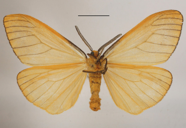 /filer/webapps/moths/media/images/F/furva_Ruanda_AM_MGCLb_01.jpg