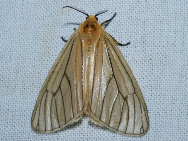 /filer/webapps/moths/media/images/F/furva_Ruanda_A_Roland_01.jpg