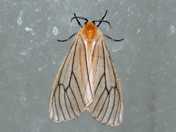 /filer/webapps/moths/media/images/F/furva_Ruanda_A_Roland_02.jpg