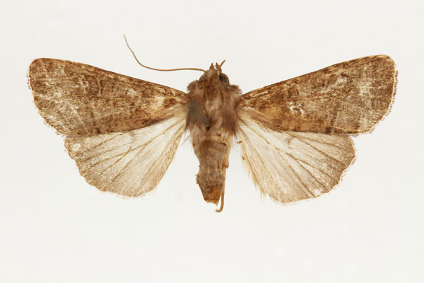 /filer/webapps/moths/media/images/F/furvilinea_Dicerogastra_AF_RMCA.jpg