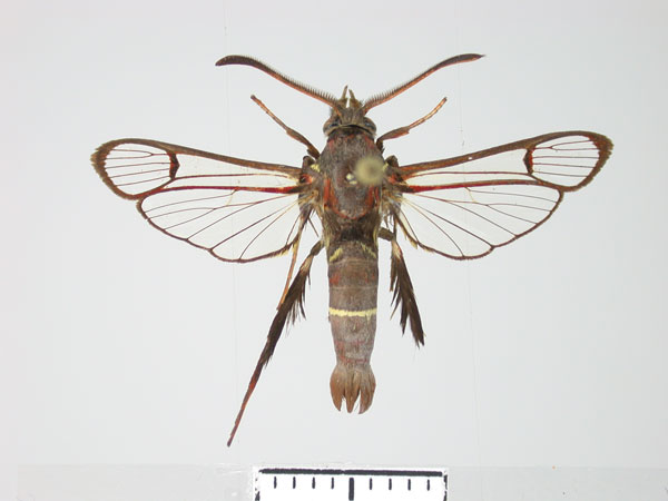 /filer/webapps/moths/media/images/F/fusca_Alonina_HT_TMSA.jpg