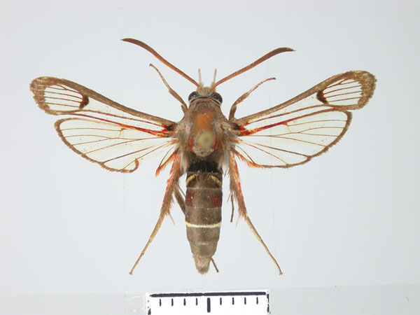 /filer/webapps/moths/media/images/F/fusca_Alonina_PT_TMSA.jpg