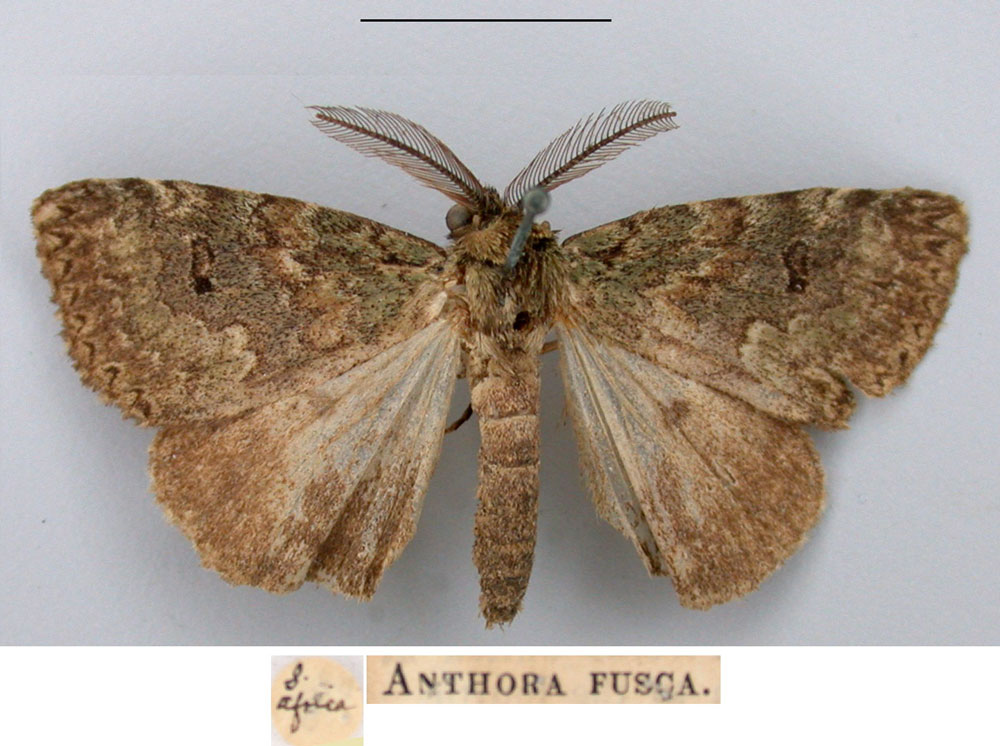 /filer/webapps/moths/media/images/F/fusca_Anthora_STM_BMNH.jpg