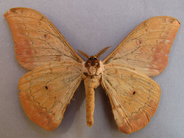 /filer/webapps/moths/media/images/F/fusca_Aurivillius_AM_Baron_02.jpg