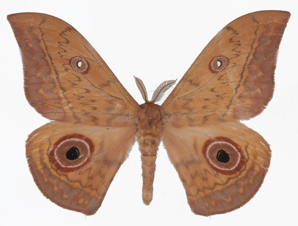 /filer/webapps/moths/media/images/F/fusca_Aurivillius_AM_Basquin.jpg