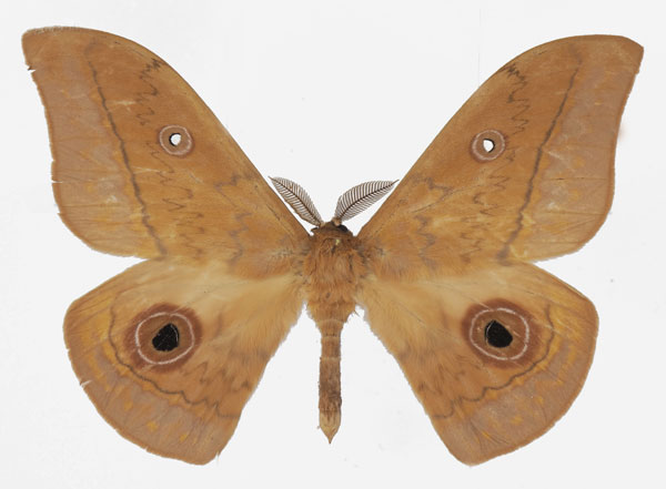 /filer/webapps/moths/media/images/F/fusca_Aurivillius_AM_Basquina.jpg