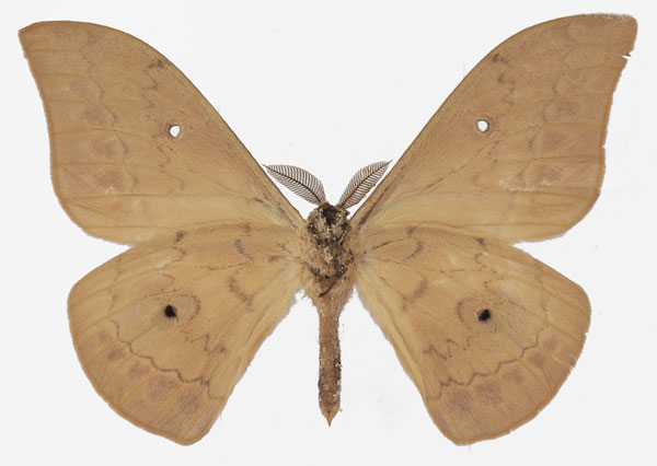 /filer/webapps/moths/media/images/F/fusca_Aurivillius_AM_Basquinb.jpg